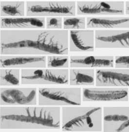 Automated Environmental Surveys 