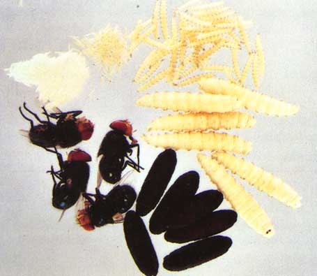 Workflow capabilities for New World Screwworm eggs and larvae