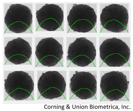 The Throughput Engine for NAMs