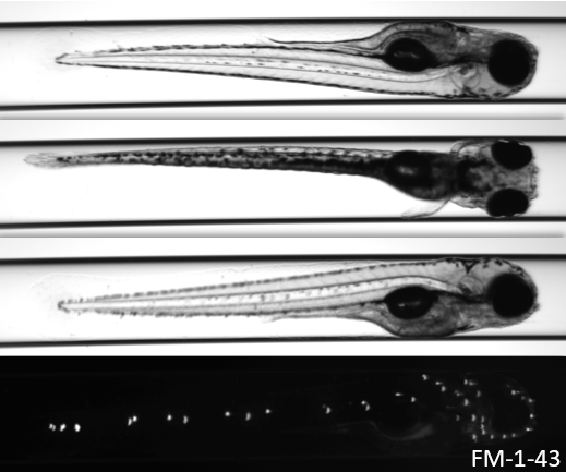 Automated Zebrafish Phenotypic Screening