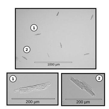 Viable Cardiomyocyte Sorting