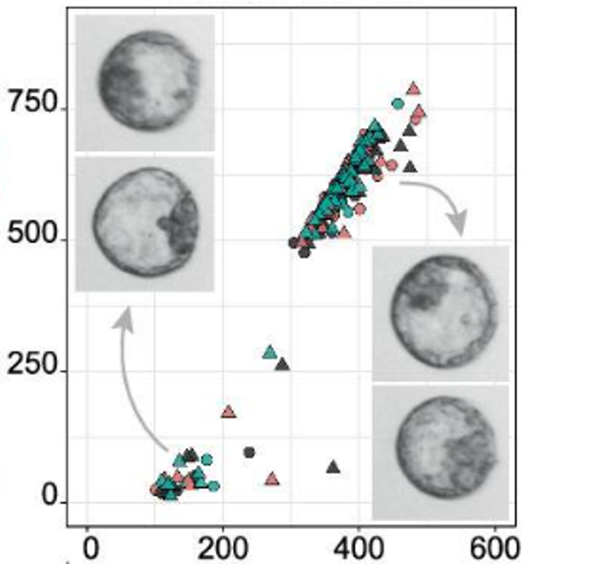 Imaging Flow Cytometry for Embryo Models