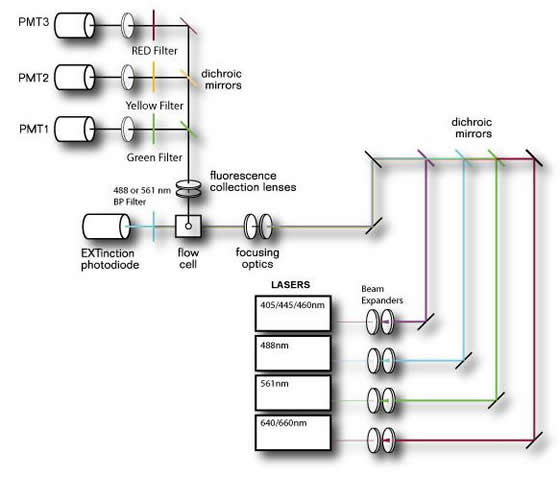 Biosorter Measured Parameters